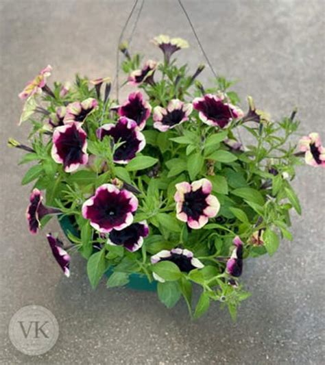 10" HANGING BASKET OF PETUNIAS - Veldkamp's Garden Center