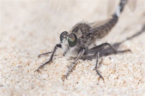 Promachus Consanguineus Robberfly Diptero of the Asilidae Family, Large, Pair Mating Perched on ...