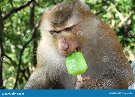 Funny Monkey with Ice Cream Stock Image - Image of fruit, sitting: 36940691