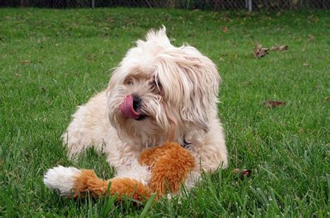 Yorkie Bichon Dog Breed Health, Temperament, Training, Feeding and Grooming - PetGuide | PetGuide