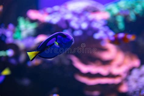 Blue Tang Fish in Aquarium for Design Purpose Stock Photo - Image of surgeon, hippo: 263123658