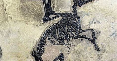 Love this Pegasus Unicorn fossil skeleton! Not strictly rock art, but definitely art with a ...