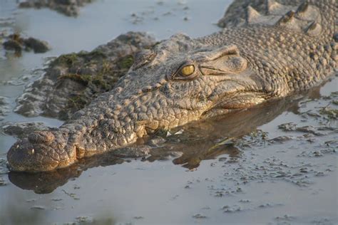 Saltwater Crocodile | Flickr - Photo Sharing!