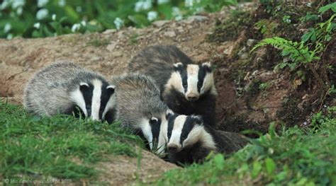 European Badger Behaviour - Aggression & Group Formation | Wildlife Online