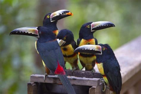 Baby Toucans: Everything You Need to Know