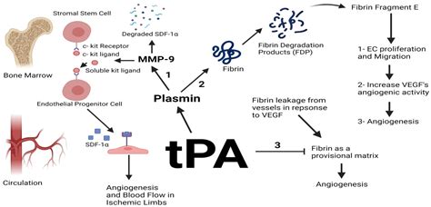 Plasminogen