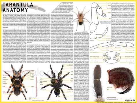 Vogelspinnen Anatomie – mygale.de