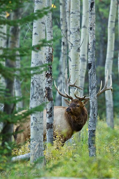 Bull elk, Elk pictures, Elk hunting