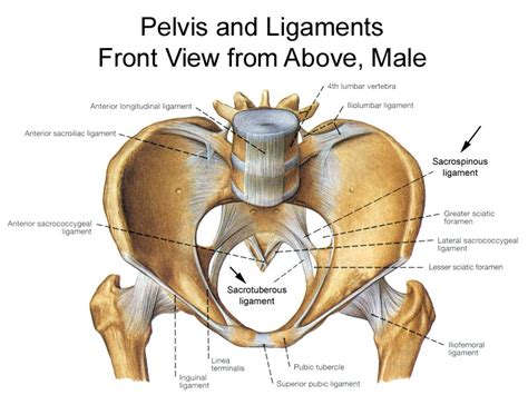 Female Pelvis Anatomy Muscles : Female Pelvis Model with Ligaments ...