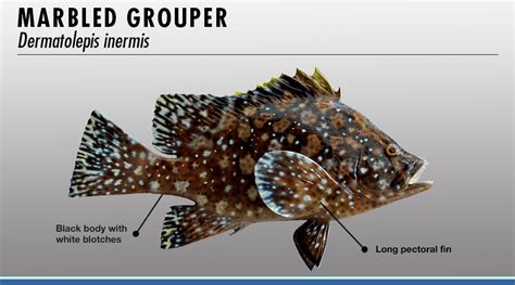 Grouper Identifier | FISHTRACK.COM