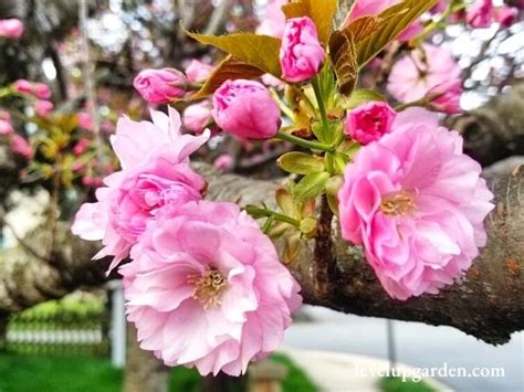 A Guide to Kwanzan Cherry Tree (Prunus 'Kwanzan')