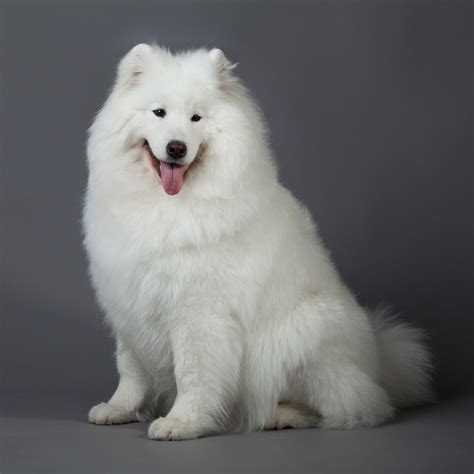 Black Samoyed Full Grown Images & Pictures - Becuo