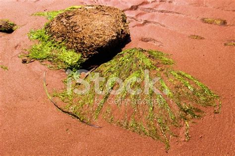 Dried Seaweed Stock Photo | Royalty-Free | FreeImages