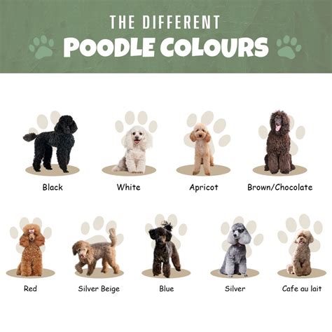 Poodle Colors - Ula'ree Poodles