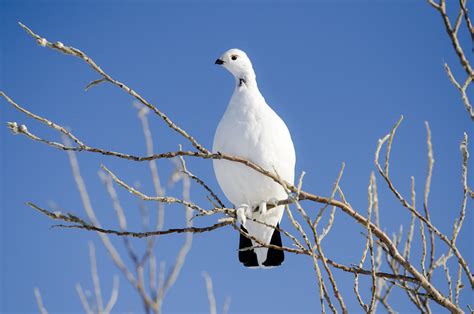 Ptarmigan | A willow ptarmigan with it's winter feathers. (N… | Flickr