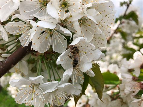 Pollination by more than one bee species found to improve cherry harvest