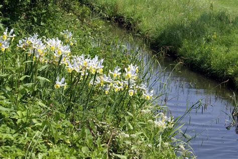 Choosing Plants For River Banks – Tips For Planting Along River Banks | River bank, Landscape ...