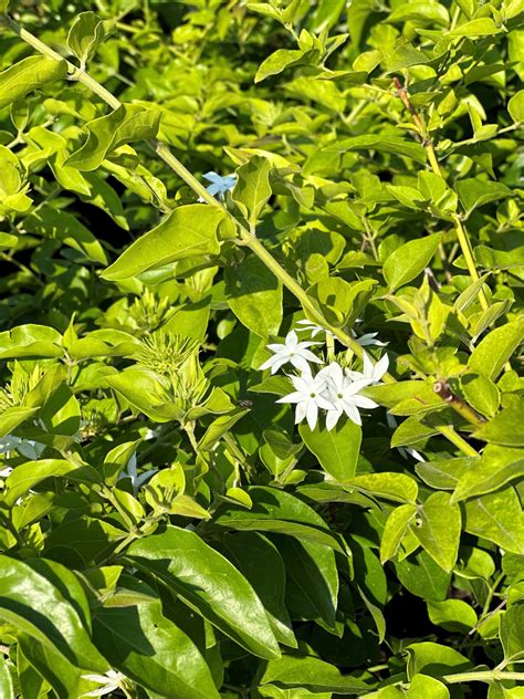 Star Jasmine | Liberty Landscape Supply