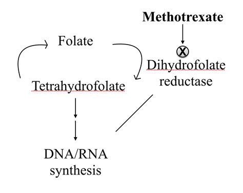 Methotrexate And Leucovorin Mechanism Of Action