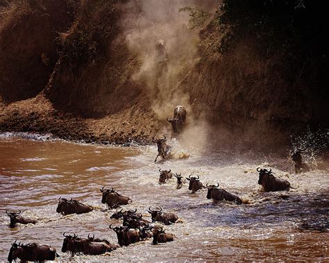 Mara River Crossing Photograph by Vicki Jauron | Fine Art America