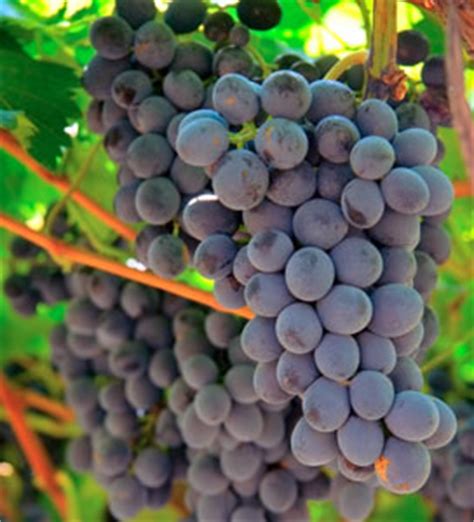 Cabernet Sauvignon Vines | Wine Grape Vines | Willis Orchards