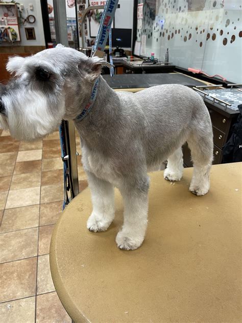 Cc on this recent schnauzer groom? I’ve been grooming for a year. : r ...