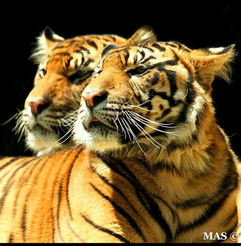 Sumatran Tigers_5286 by MASOCHO on DeviantArt