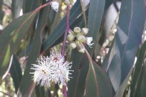 Eucalyptus nitens