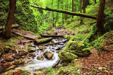 Lush Green Forest Photograph by Oliver Leicher - Fine Art America