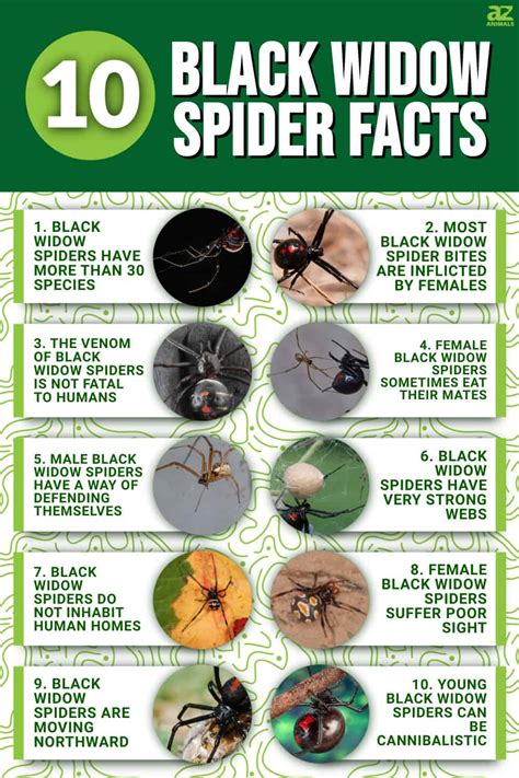 10 Incredible Black Widow Spider Facts - A-Z Animals