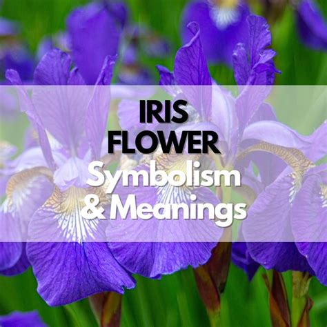 Iris Flower: Symbolism, Meanings, and History - Symbol Genie