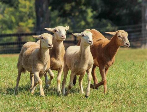 Earn Money from Sheep Farming in India | Idea2MakeMoney