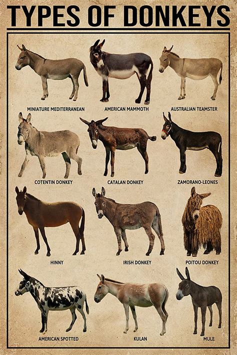 Types of Donkeys Miniature Mediterranean American Mammoth Print Poster Home Decor Wall Decor - Etsy