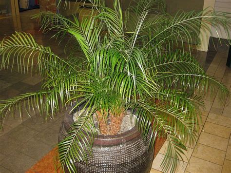 Pygmy Palm Growing - Care For A Pygmy Date Palm Tree | Palm tree care ...