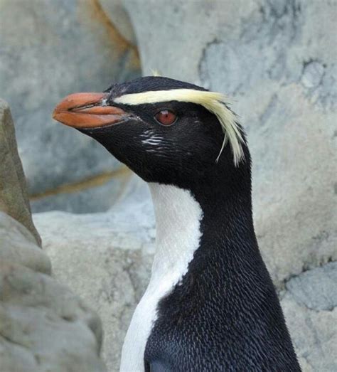 Fiordland Crested Penguin | Bird Watching | Pinterest | Penguins