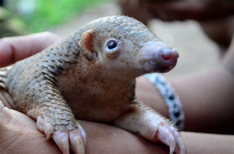 Rare baby Chinese pangolin born to rescued mom makes surprise debut at ...