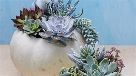 Succulent Planter Pumpkins | Martha Stewart