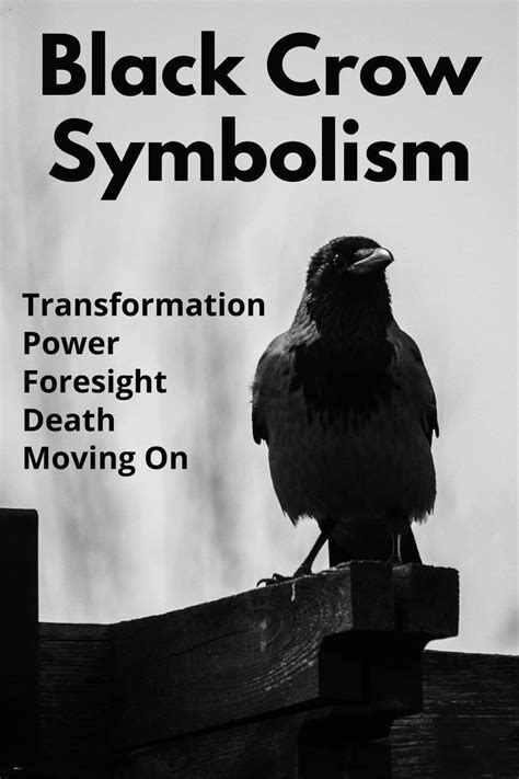 Black Crow Meaning & Symbolism (Power & Transformation)