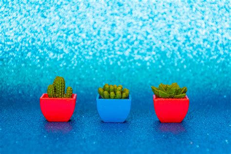 Tres Cactus Verdes · Fotos de stock gratuitas