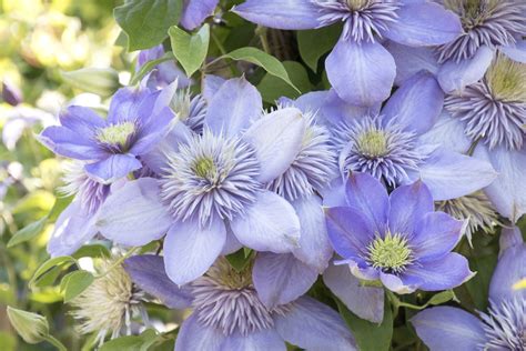 SALE !! 25 Light Blue Clematis Seeds Flowers Bloom Climbing Perennial ...