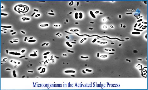 What is Microorganisms in the Activated sludge process