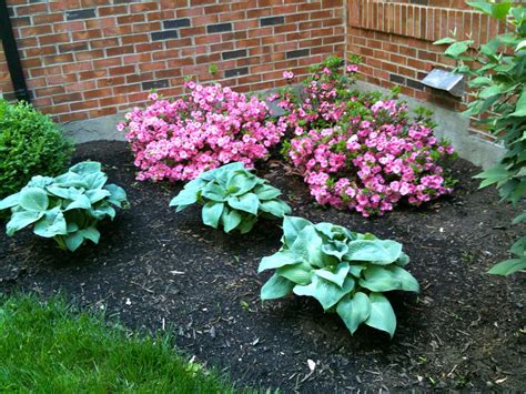 Azaleas and Hostas | Azaleas landscaping, Shade garden, Easy landscaping