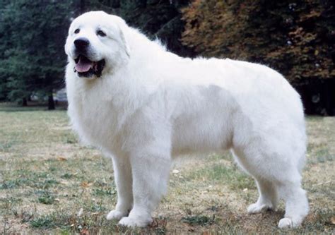 Great Pyrenees vs Akbash Dog - Breed Comparison | MyDogBreeds