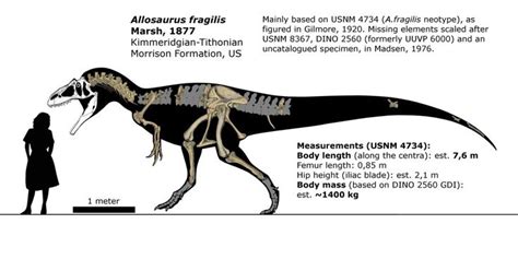 Allosaurus fragilis schematic. by randomdinos | Dinosaur skeleton, Skeletal, Dinosaur