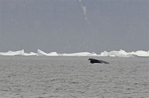 Bowhead Whale breaching | This Bowhead seemed to be losing s… | Flickr