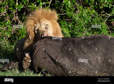 Animals of the Masai Mara Stock Photo - Alamy