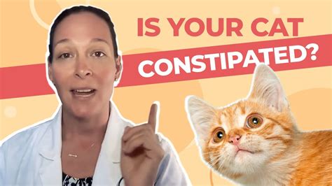 Is Your Cat Constipated? A Vet Explains How to Help - YouTube