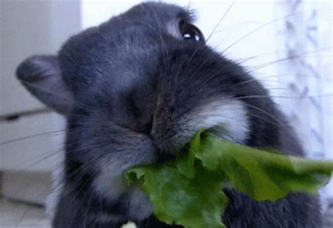 Eat Bunny GIF - Eat Bunny Rabbit - Discover & Share GIFs