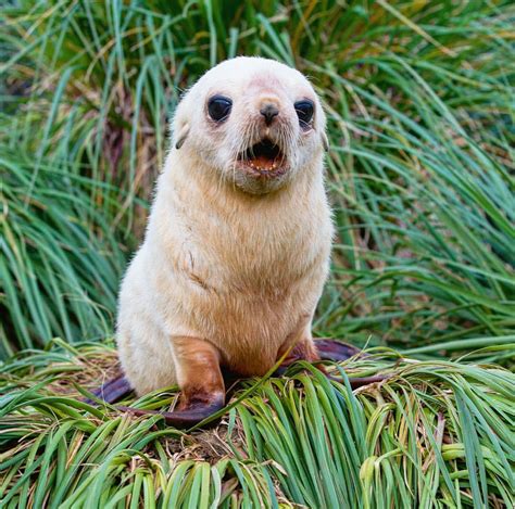 Baby fur seal from Antarctica : r/Eyebleach