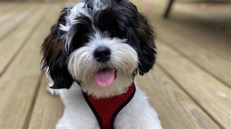 23 Shih Poo Haircuts That Will Melt Your Heart